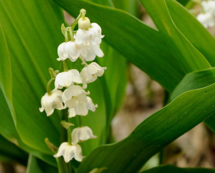 How Poisonous are Lily of The Valley