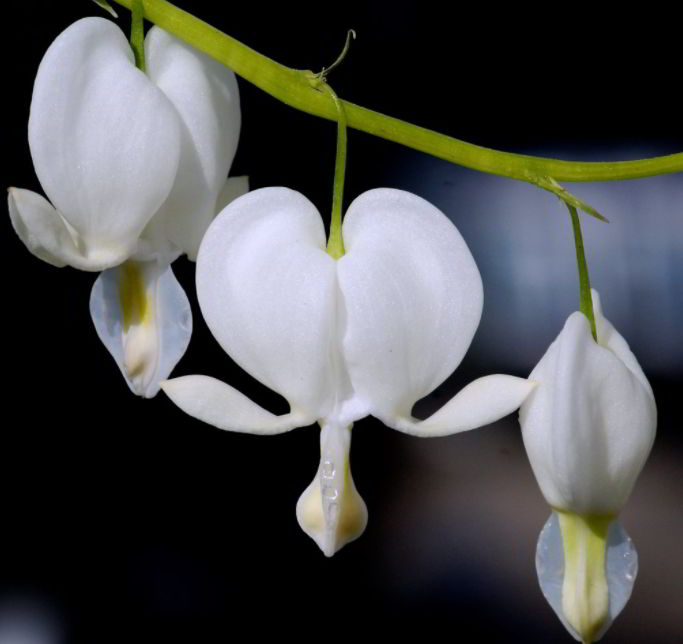 Interesting Facts About Bleeding Heart Flower