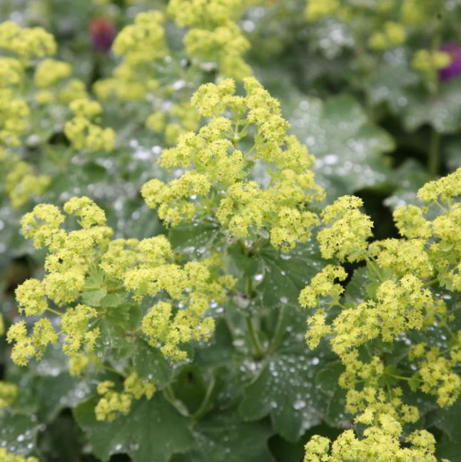 Lady’s Mantle green flower