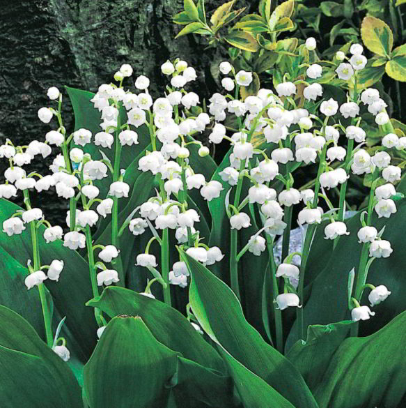 Lily of The Valley Meaning, Symbolism and Characteristics