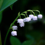 Lily of The Valley Meaning Symbolism