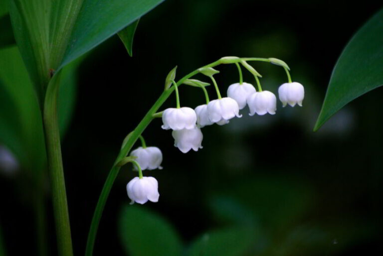Lily of The Valley Meaning, Symbolism and Characteristics