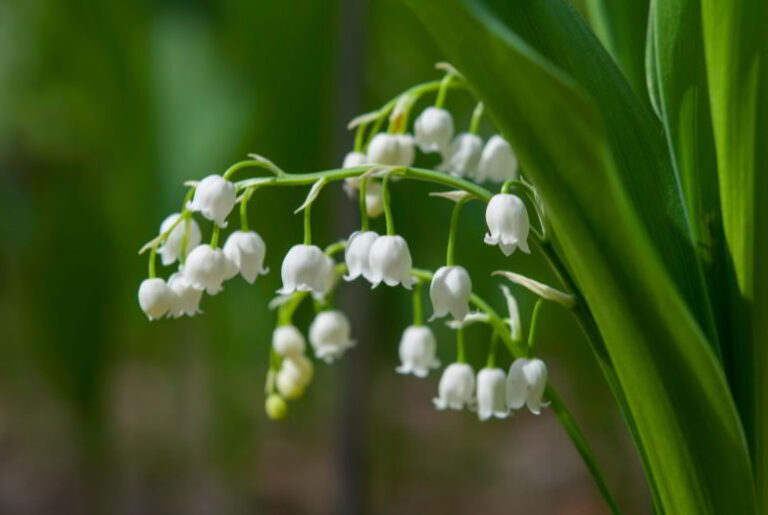 lily of the valley korean song meaning