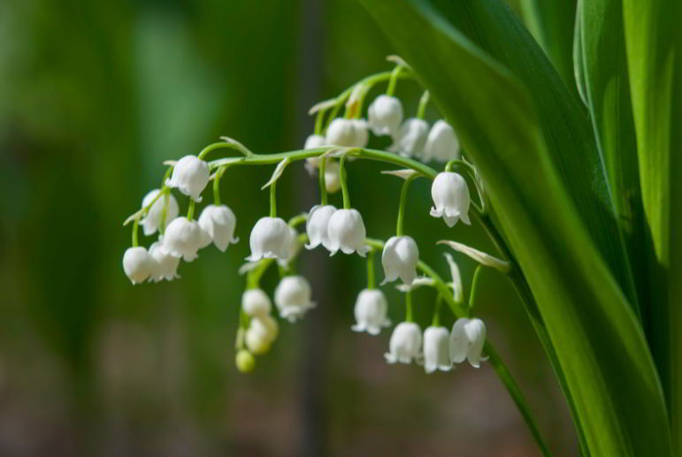 Lily of the valley Cultural Significance