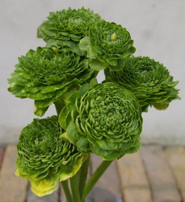 Green Ranunculus 