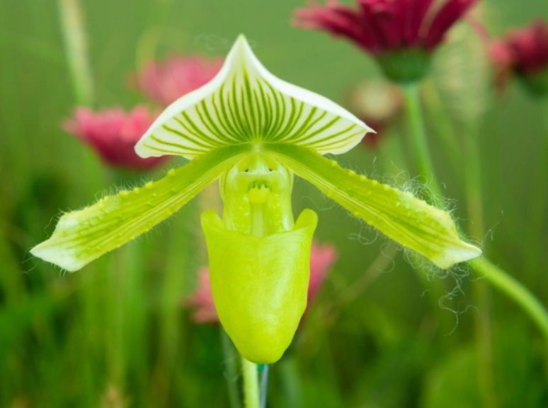 Tropical Lady’s Slipper Orchid Flower