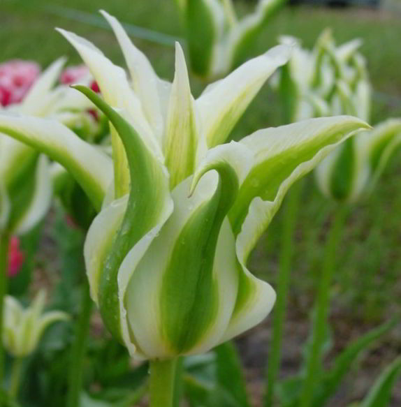 Green Tulip Flower
