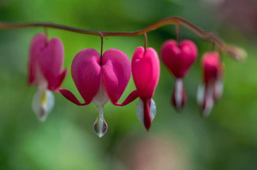 What Do Bleeding Hearts Symbolize