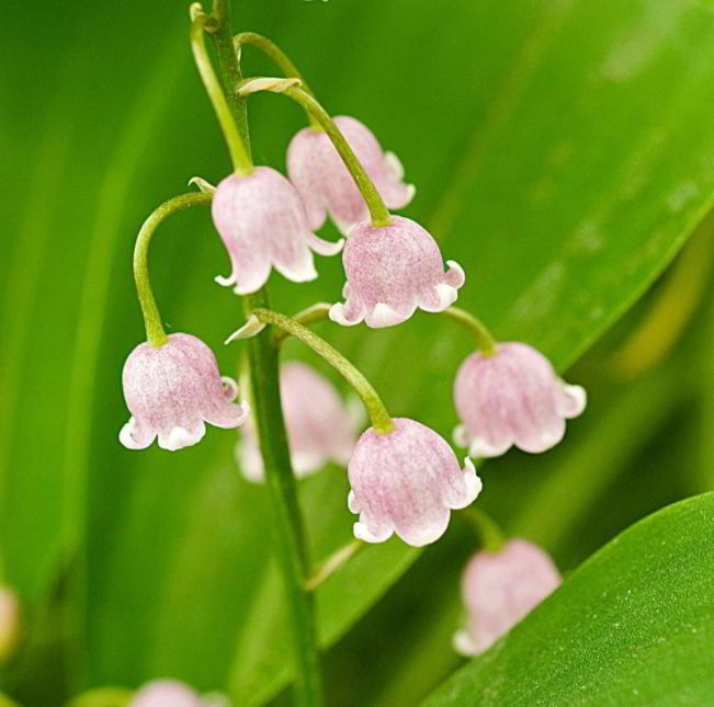 Where Should I Plant Lily of The Valley