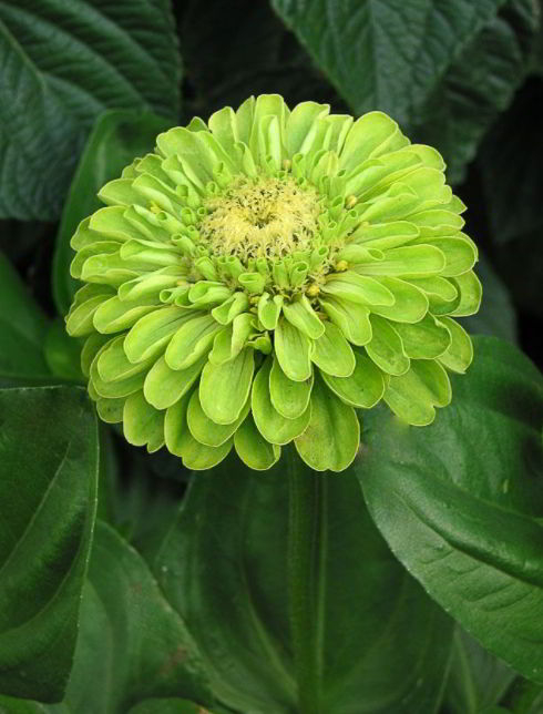 Zinnia green flower