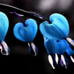 bleeding heart flower and symbolism