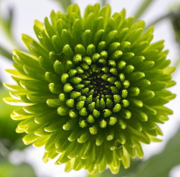 chrysanthemum flower