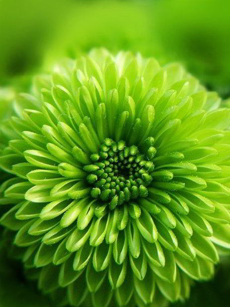 17+ Beautiful Green Flowers for Your Garden - Natgeos