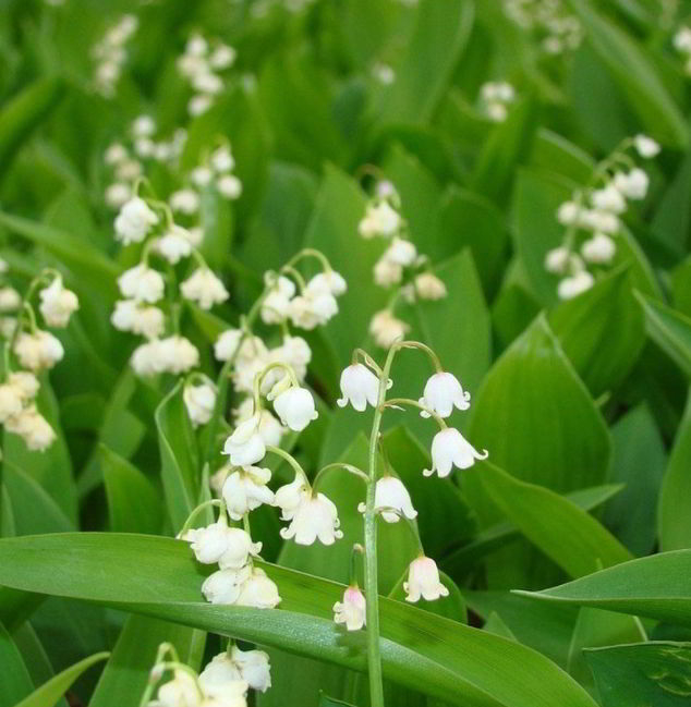 lily of the valley is poisonous