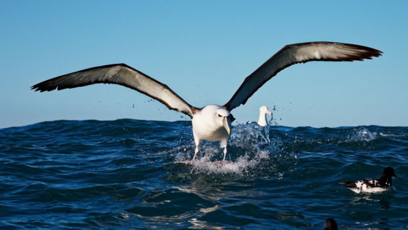Albatross animal