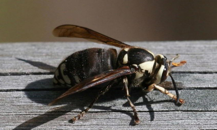 Bald-Faced Hornet