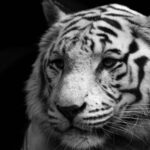 Black and White Animals in The World