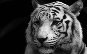 Black and White Animals in The World