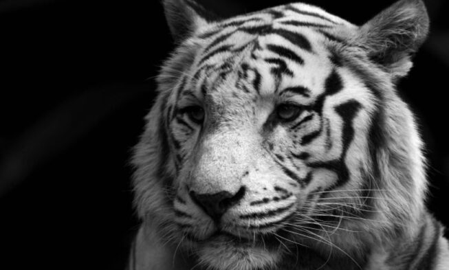 17+ Black and White Animals in The World | Names & Pictures