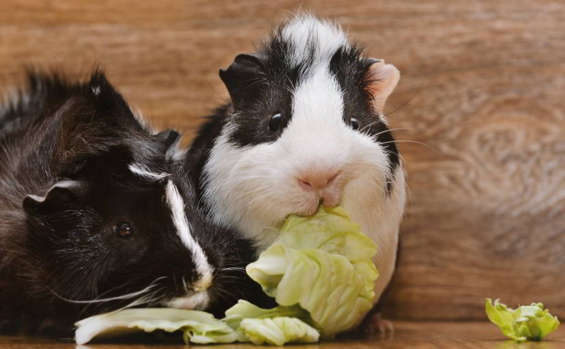 Is Cabbage Healthy for Guinea Pigs?