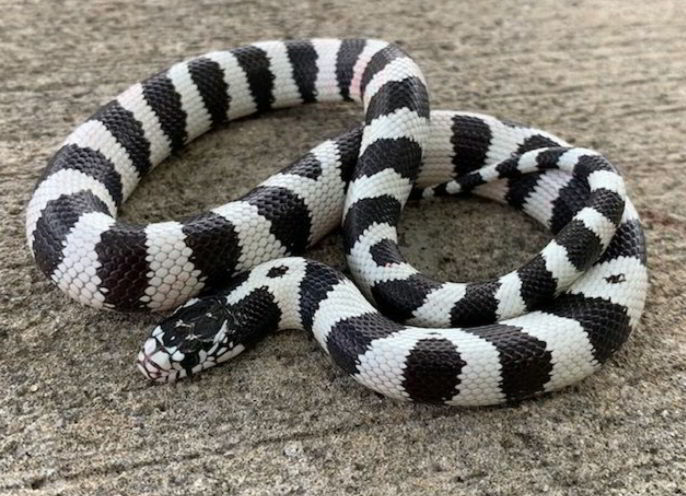 Californian Snake