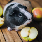 Can Guinea Pigs Eat Apple
