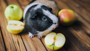 Can Guinea Pigs Eat Apple