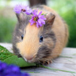 Can Guinea Pigs Eat Cabbage