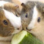 Are Can Guinea Pigs Eat Cucumbers