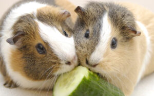 Are Can Guinea Pigs Eat Cucumbers