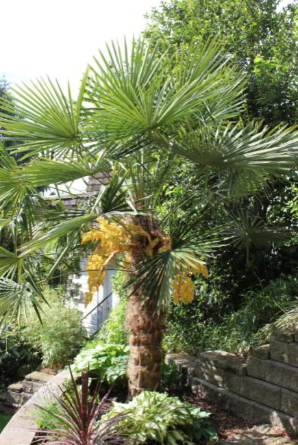 Chusan palm
