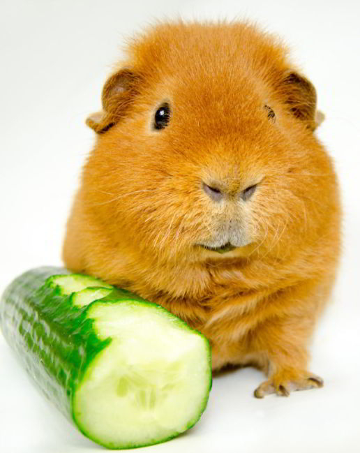 Cucumbers Healthy for Guinea Pigs