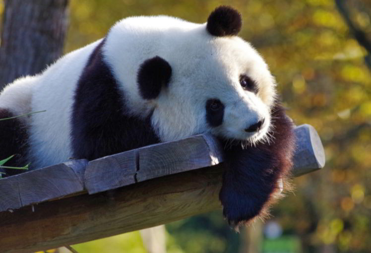 Giant Panda