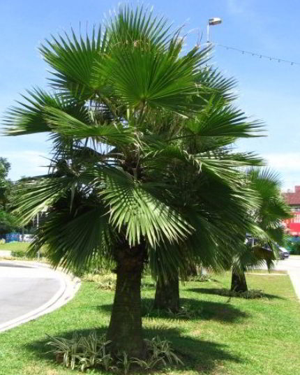 Guadalupe palm