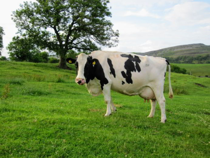holstein friesian cattle characteristics