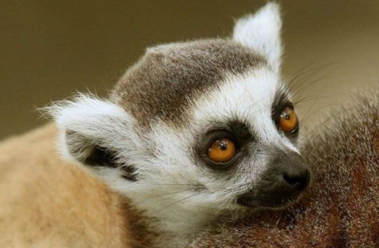 Lemur animals