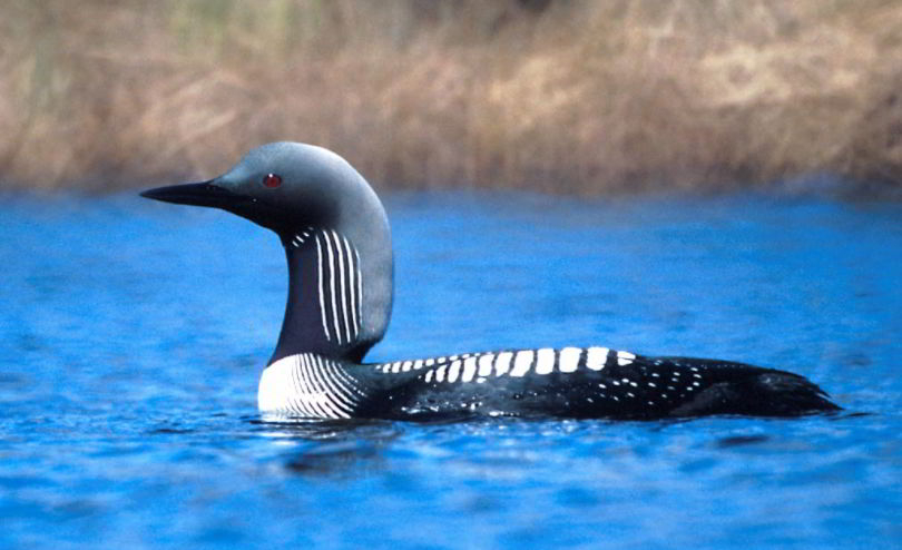 Loon animal