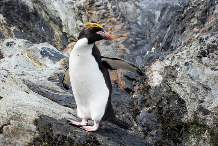 Macaroni Penguin with Letter M