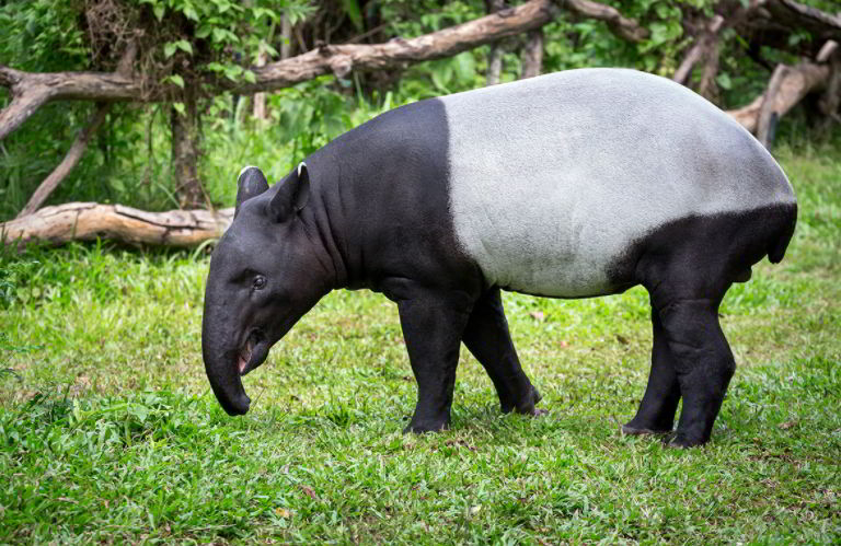 Malayan Tapir