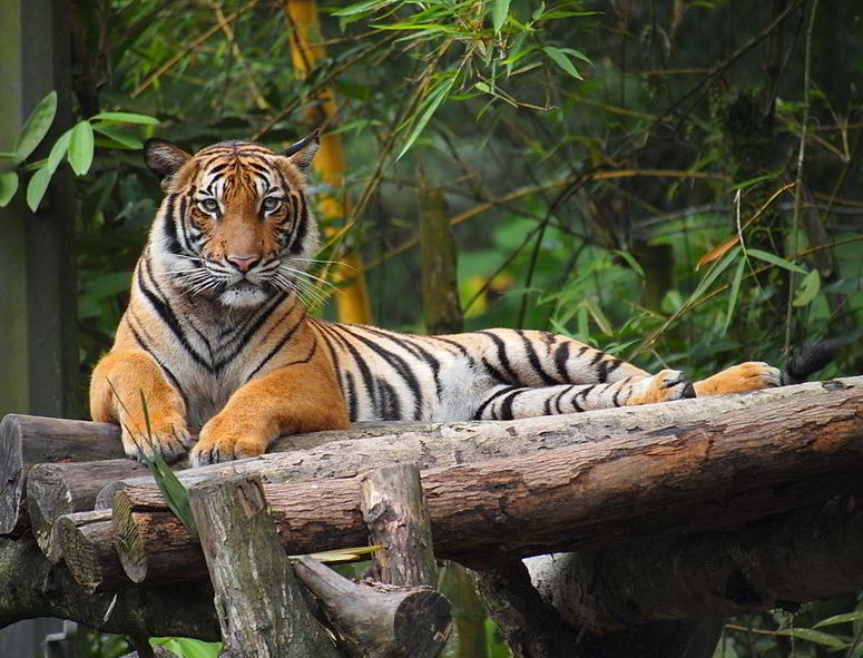 Malayan Tiger