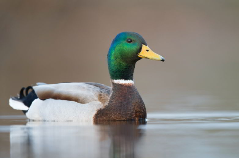 Mallard animal with M