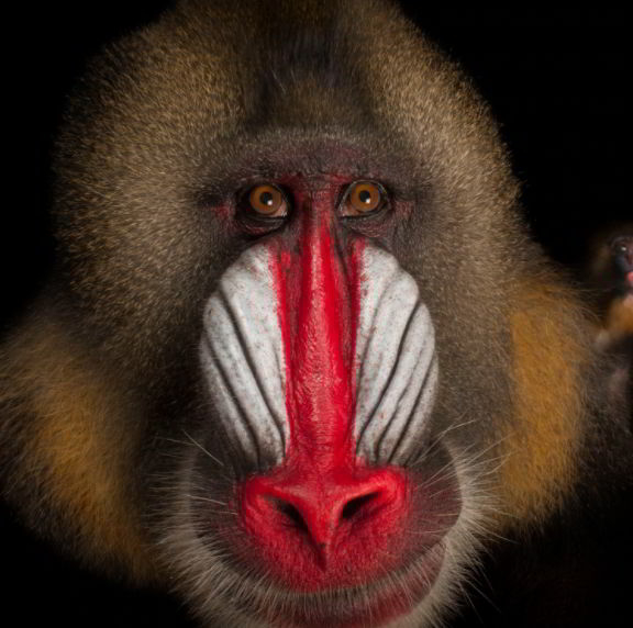 Mandrill