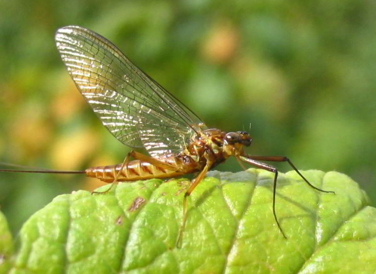 Mayfly animal