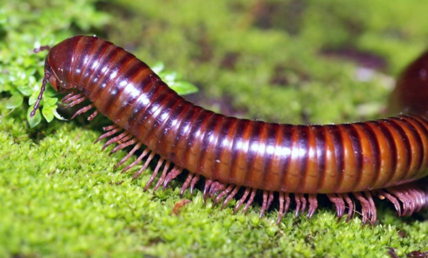 Millipede animal