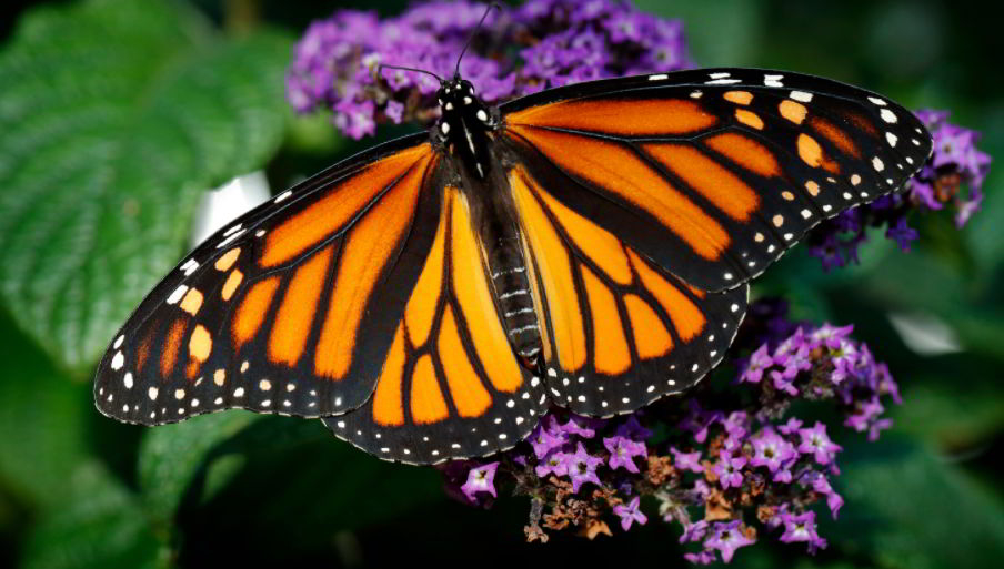 Monarch Butterfly