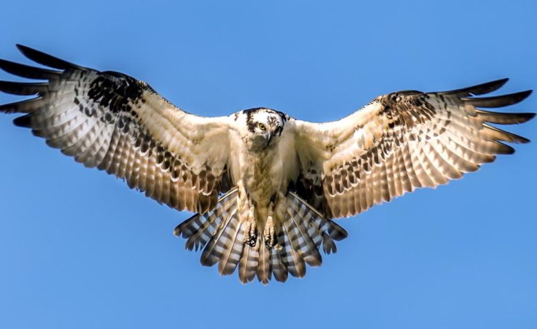 Osprey animal