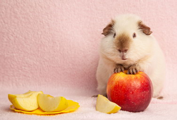 Can Guinea Pigs Eat Apple