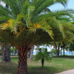 Types of Palm Trees