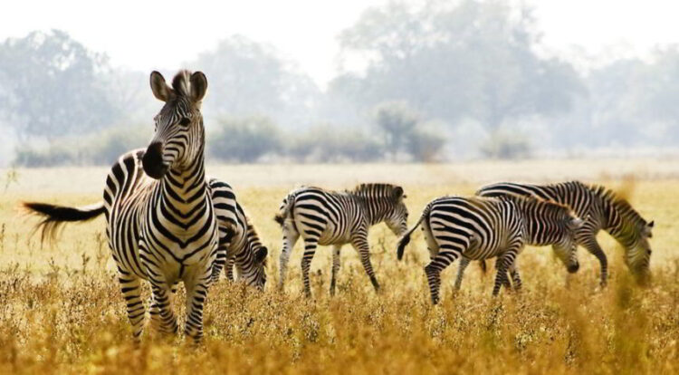 17+ Black and White Animals in The World | Names & Pictures