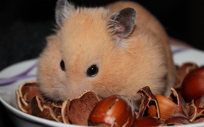 can hamsters eat pistachios